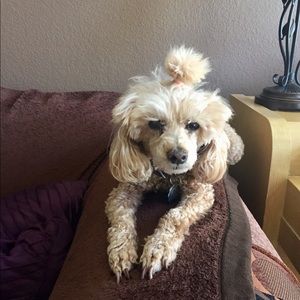 Meet your Posher, Alice